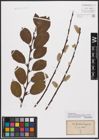 Foto von Salix caprea L.
